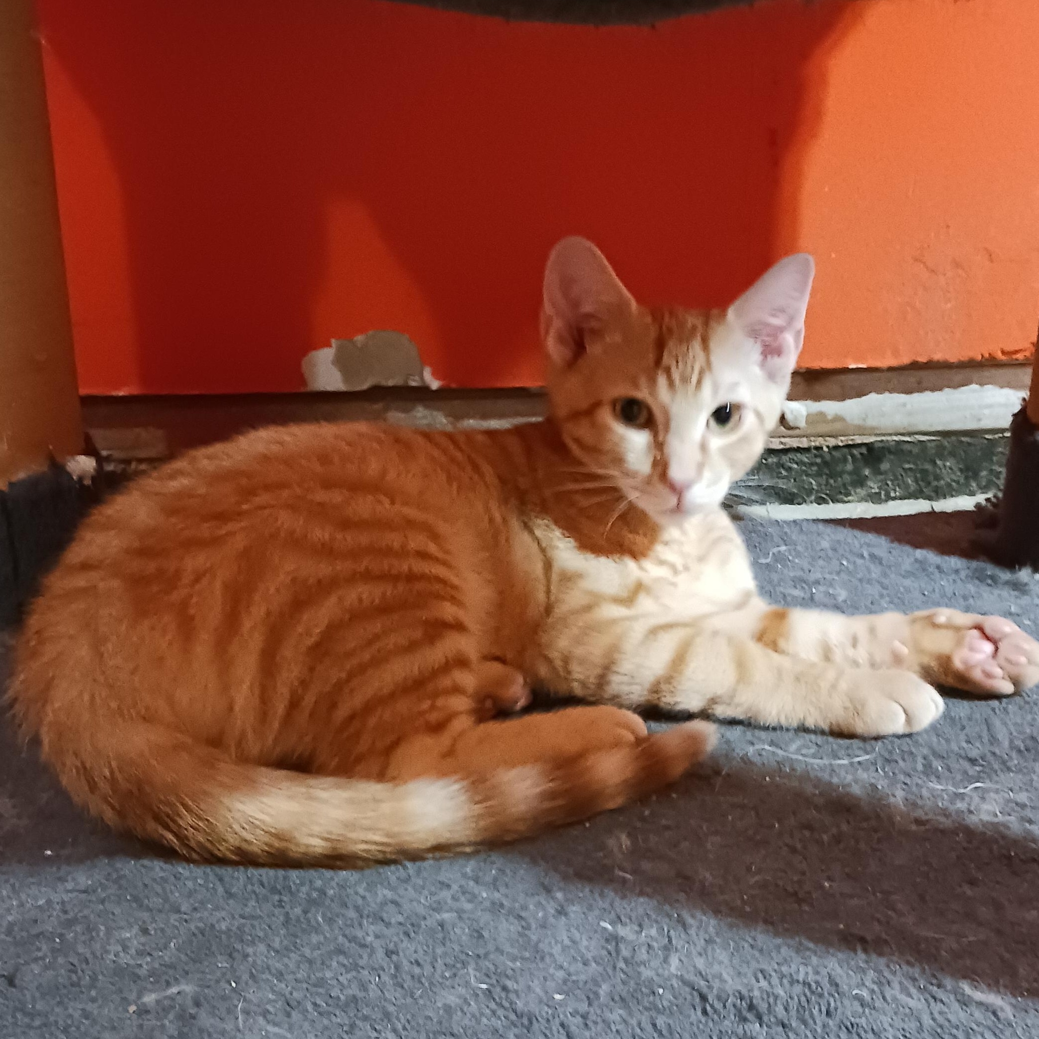 Enlarge Butterfinger, a ADOPTABLE Domestic Short Hair in Morgantown, WV image 5/6