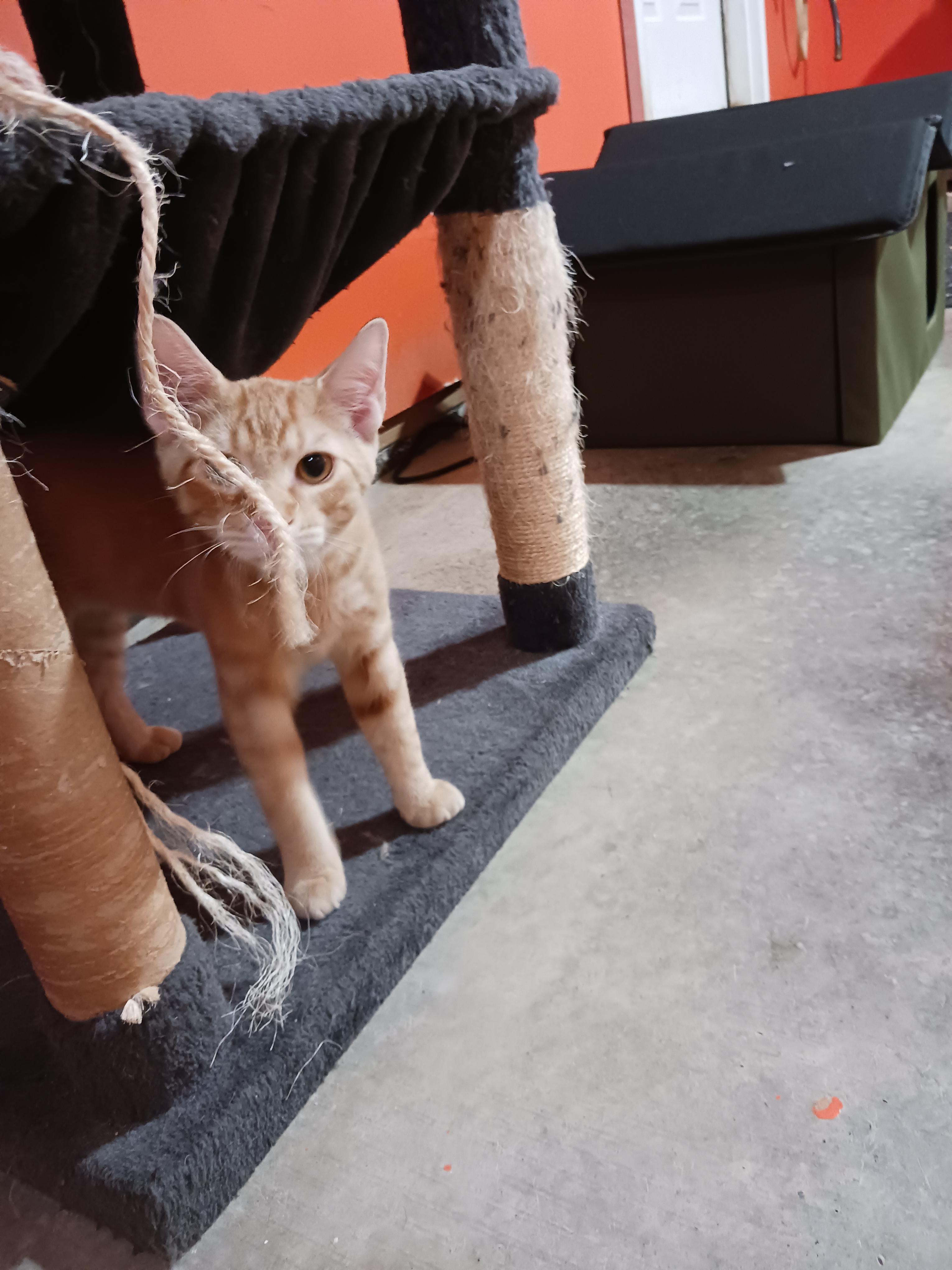 Butterfinger, a ADOPTABLE Domestic Short Hair in Morgantown, WV image 4/6