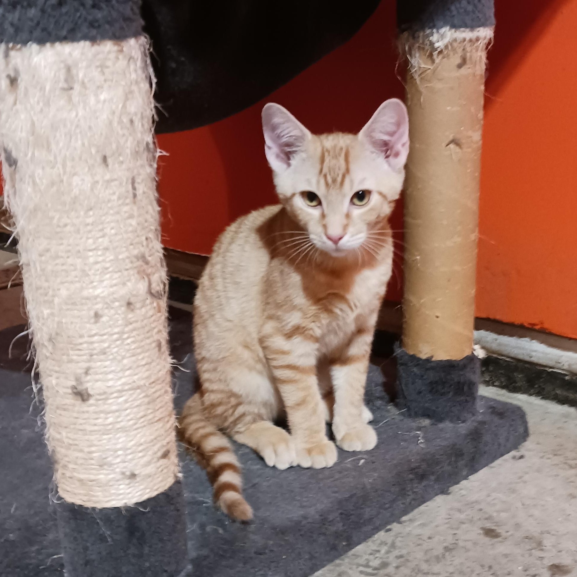 Enlarge Butterfinger, a ADOPTABLE Domestic Short Hair in Morgantown, WV image 2/6