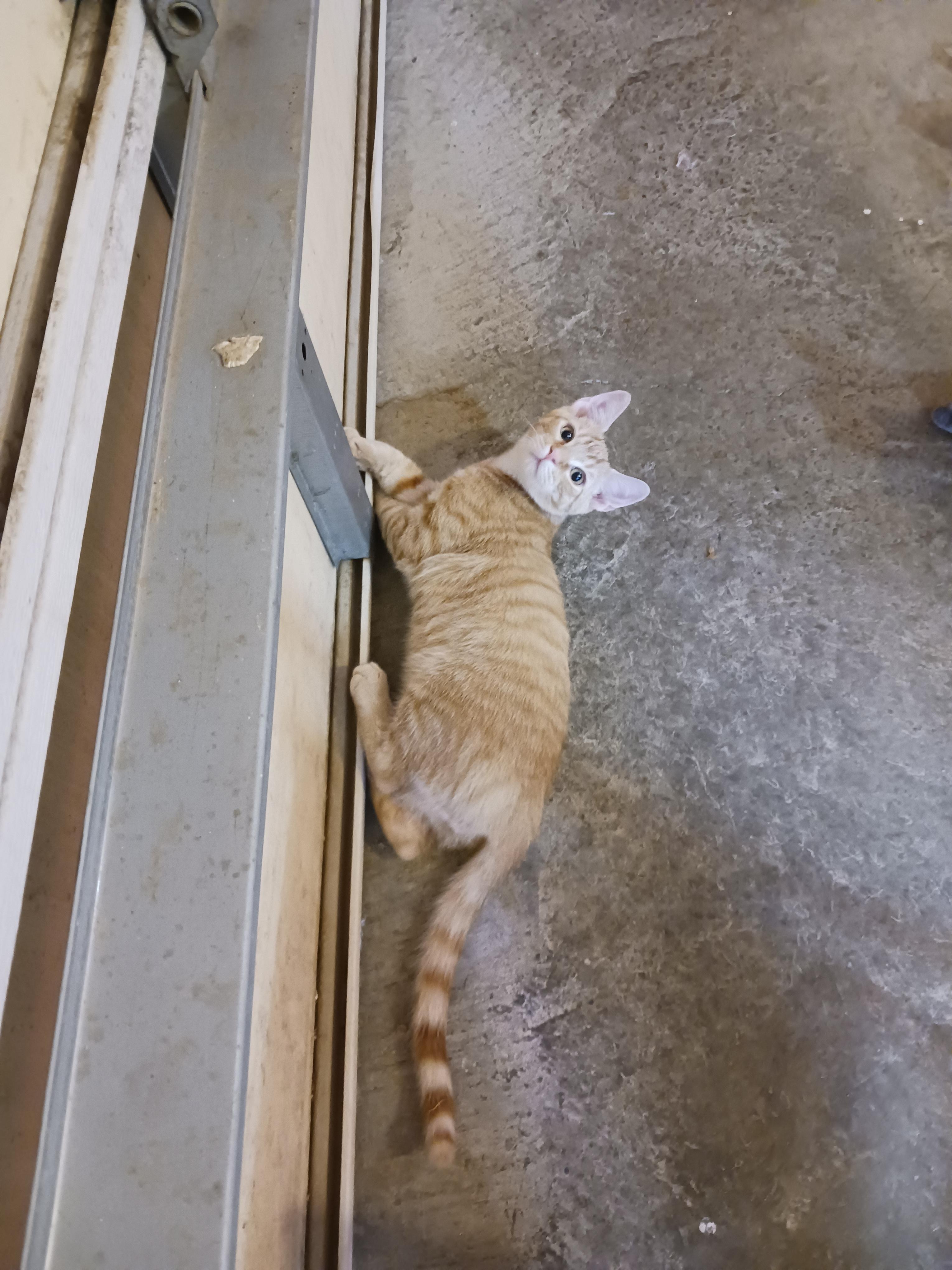 Butterfinger, a ADOPTABLE Domestic Short Hair in Morgantown, WV image 5/6