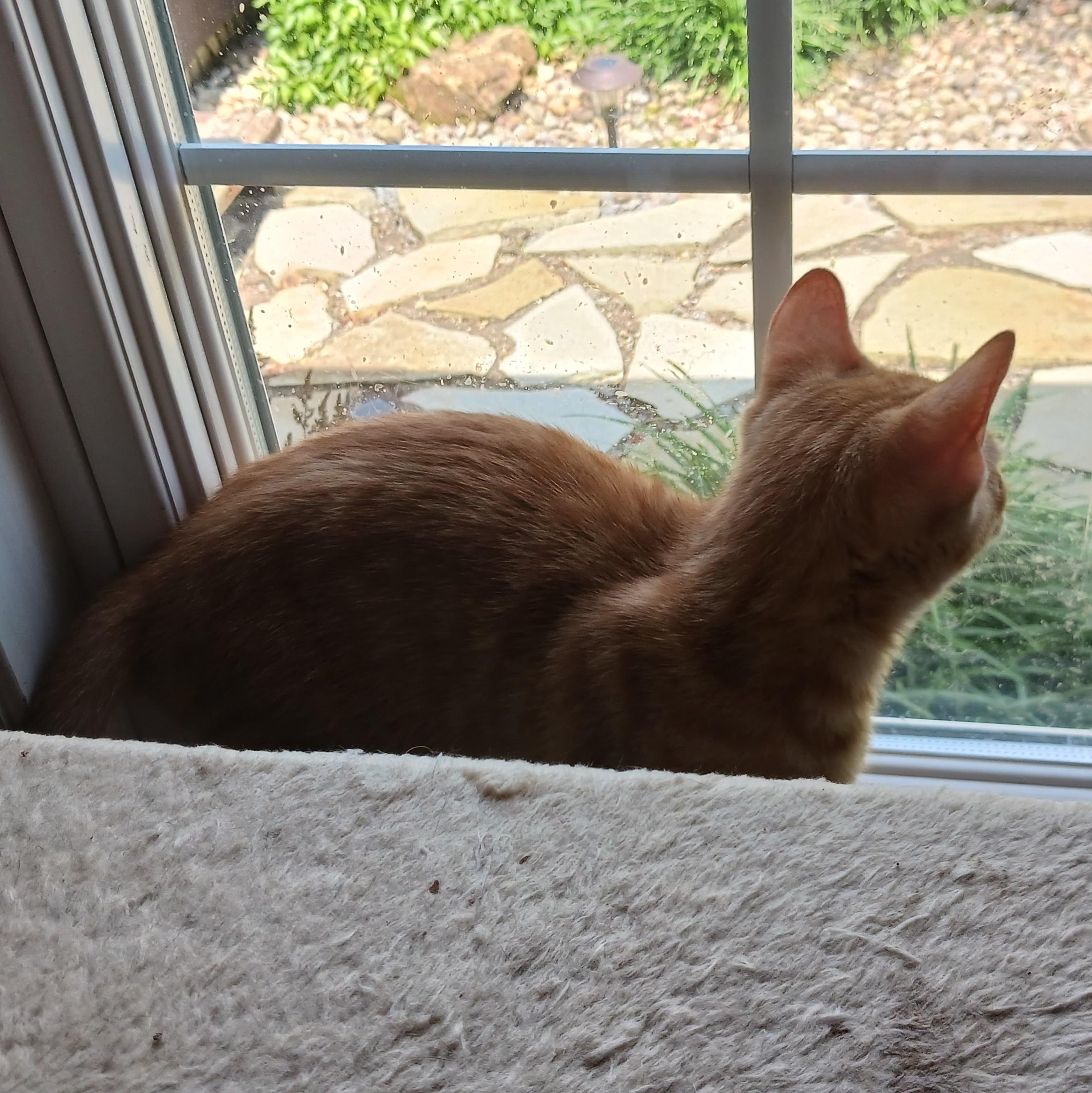 Butterfinger, a ADOPTABLE Domestic Short Hair in Morgantown, WV image 2/6