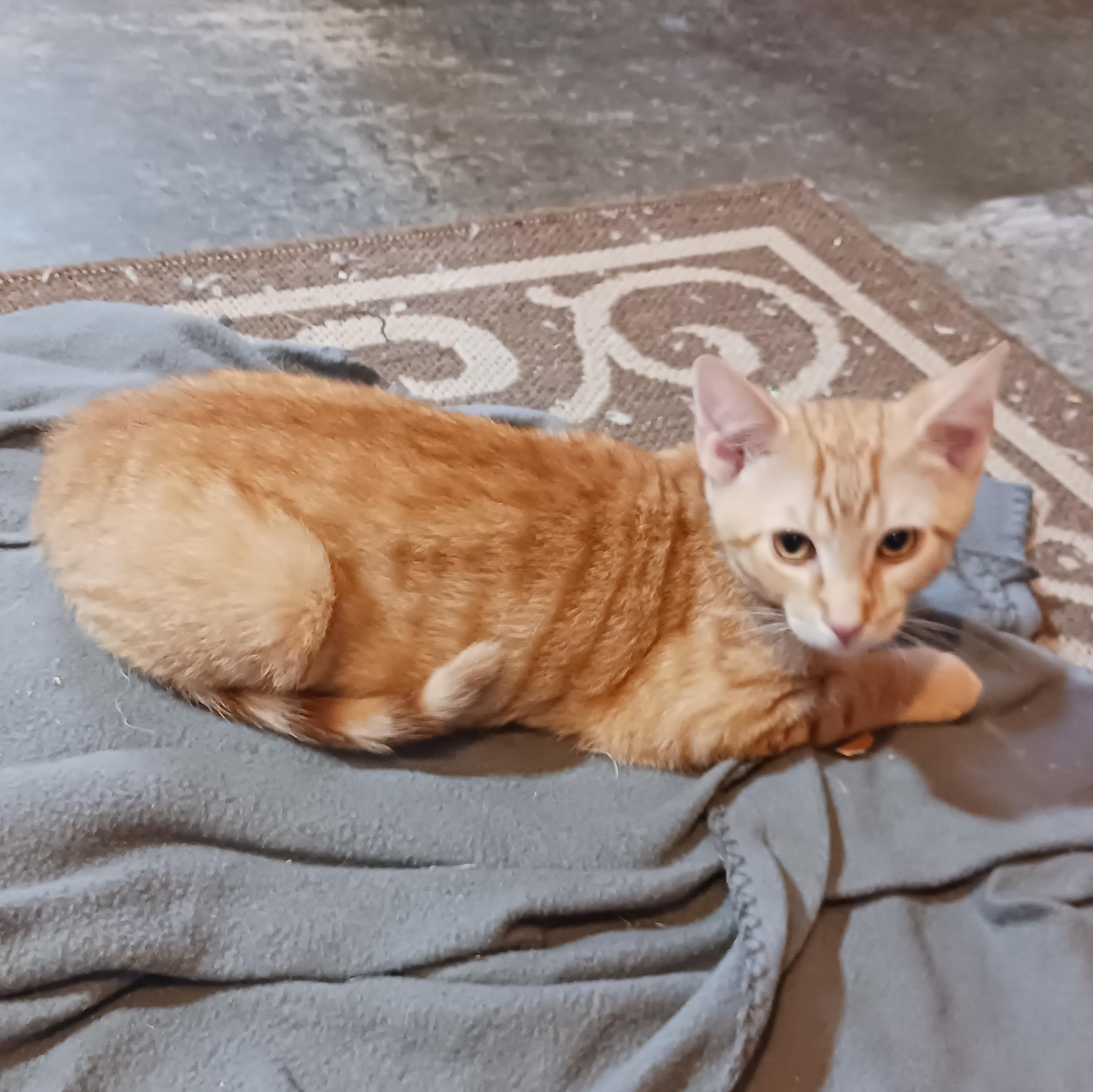 Enlarge Butterfinger, a ADOPTABLE Domestic Short Hair in Morgantown, WV image 3/6