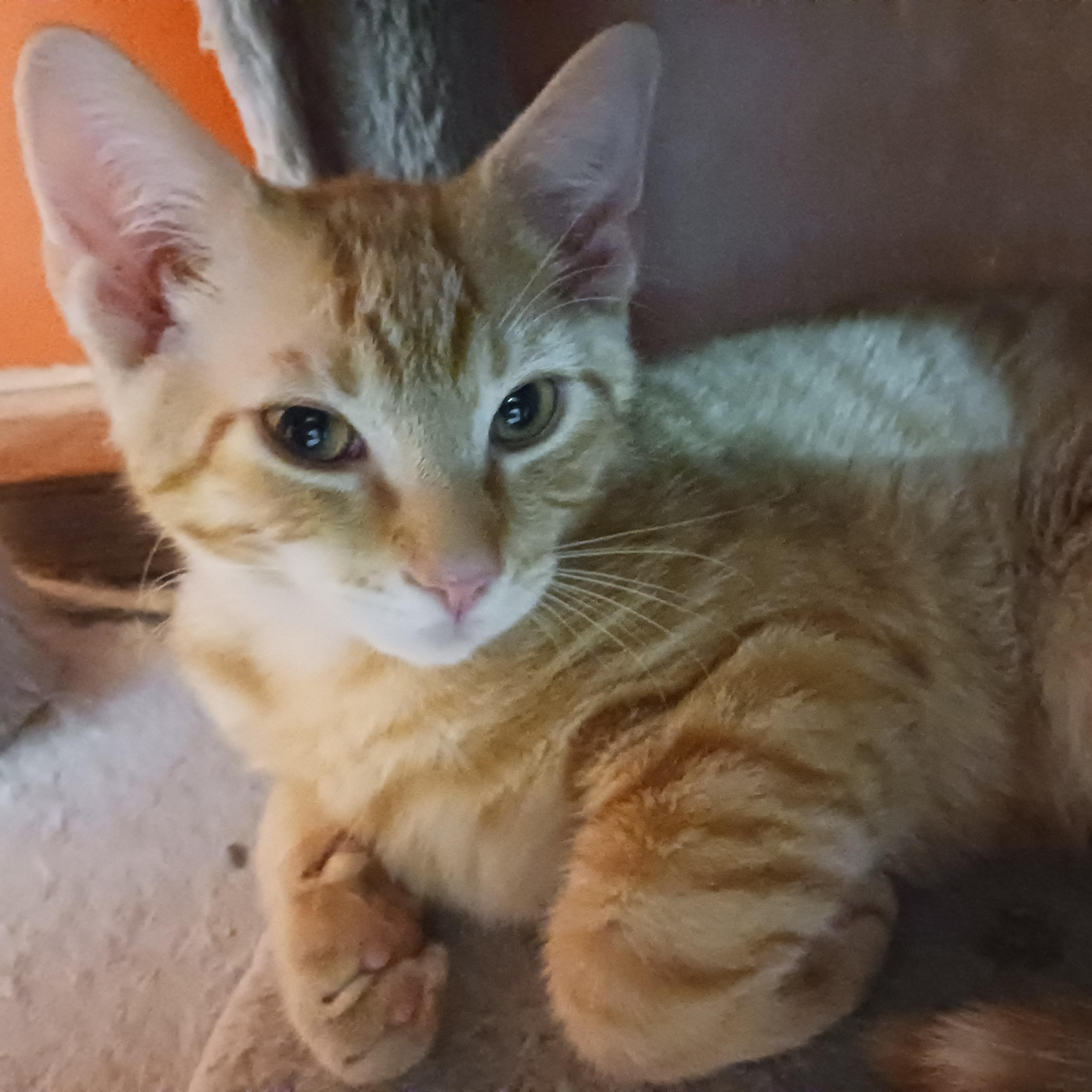 Enlarge Butterfinger, a ADOPTABLE Domestic Short Hair in Morgantown, WV image 4/6