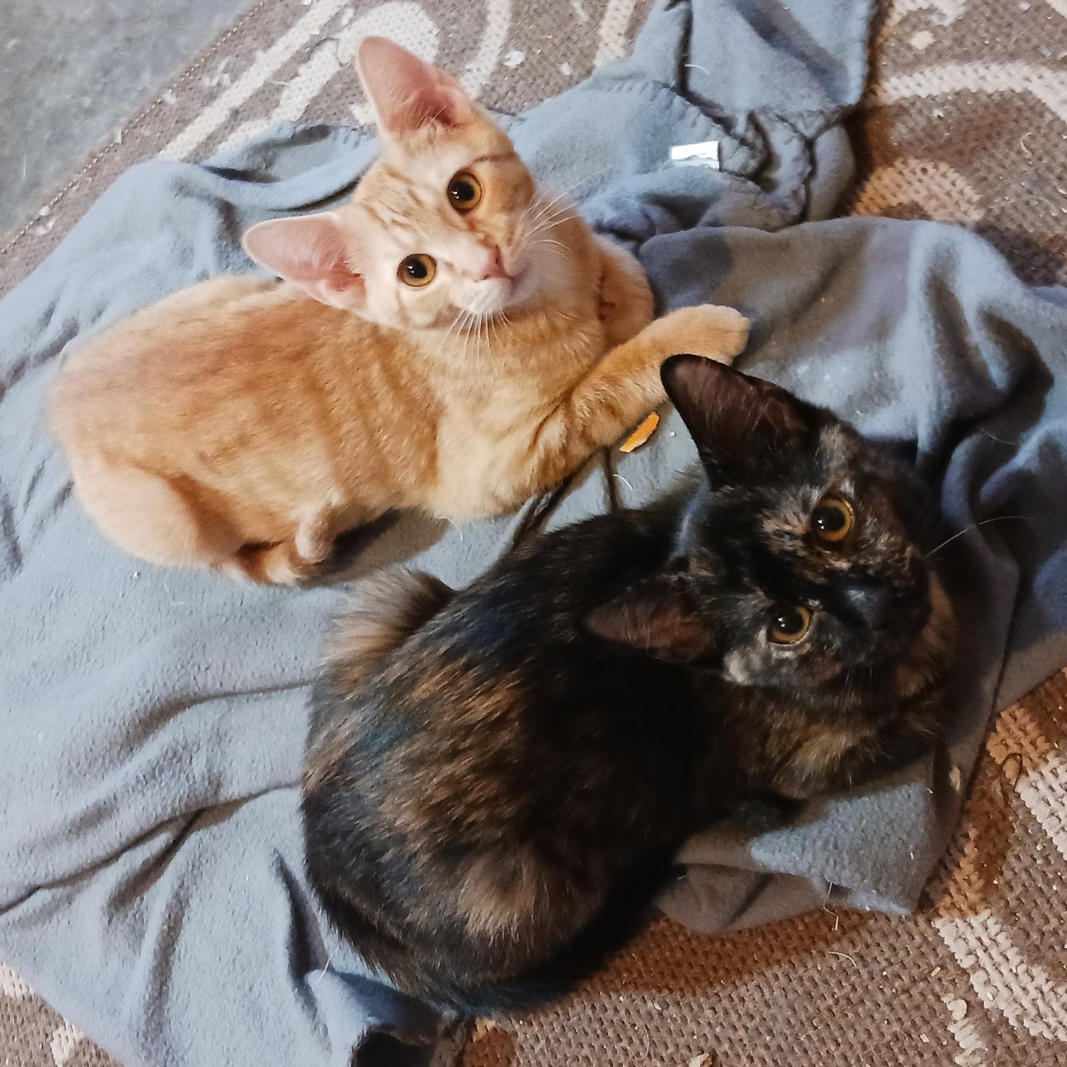 Enlarge Butterfinger, a ADOPTABLE Domestic Short Hair in Morgantown, WV image 6/6