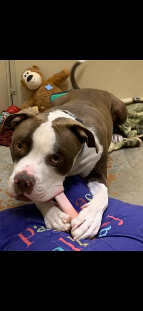 Enlarge Kashi , a ADOPTABLE American Bulldog in Towanda, PA image 1/2