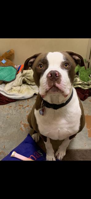 Enlarge Kashi , a ADOPTABLE American Bulldog in Towanda, PA image 2/2