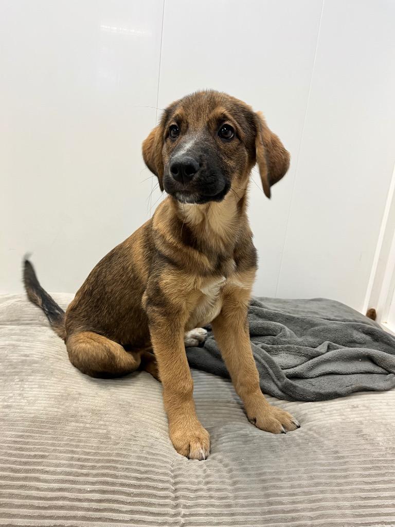 Flora, Adoptable, Puppy Female Shepherd & Great Pyrenees.