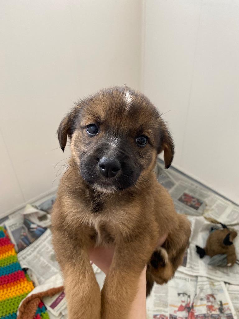 Enlarge Flora, a Adoptable mixed breed in Winnipeg, MB image 2/2