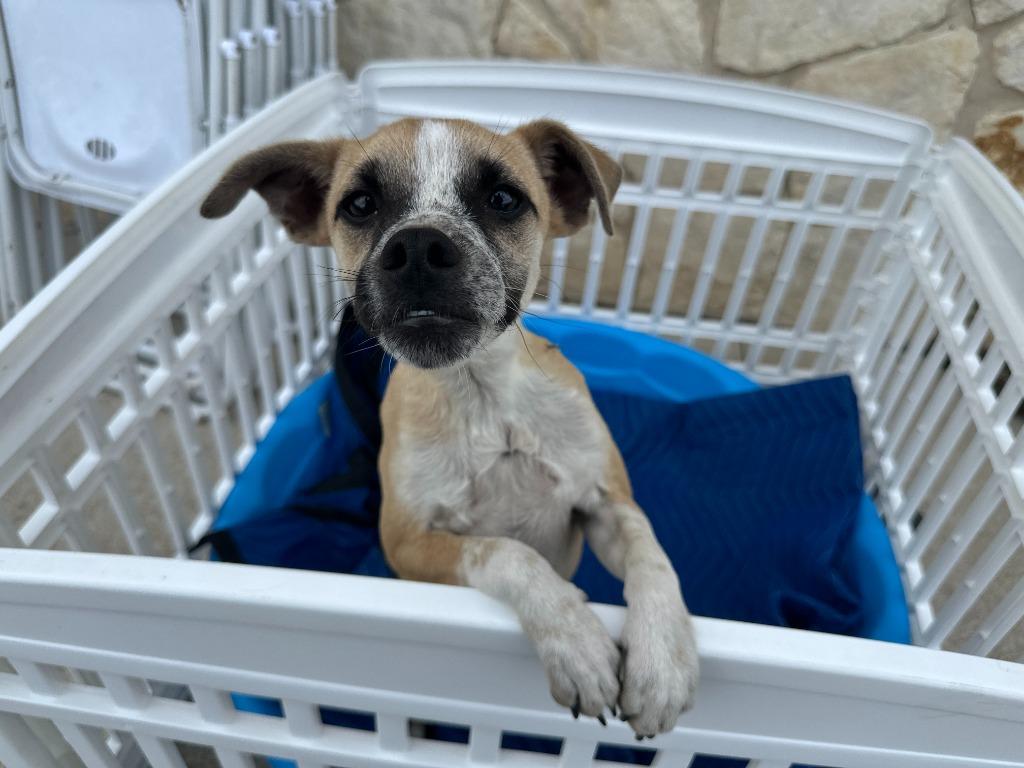 Sir Gawain, a Adoptable Terrier in New Braunfels, TX image 1/4