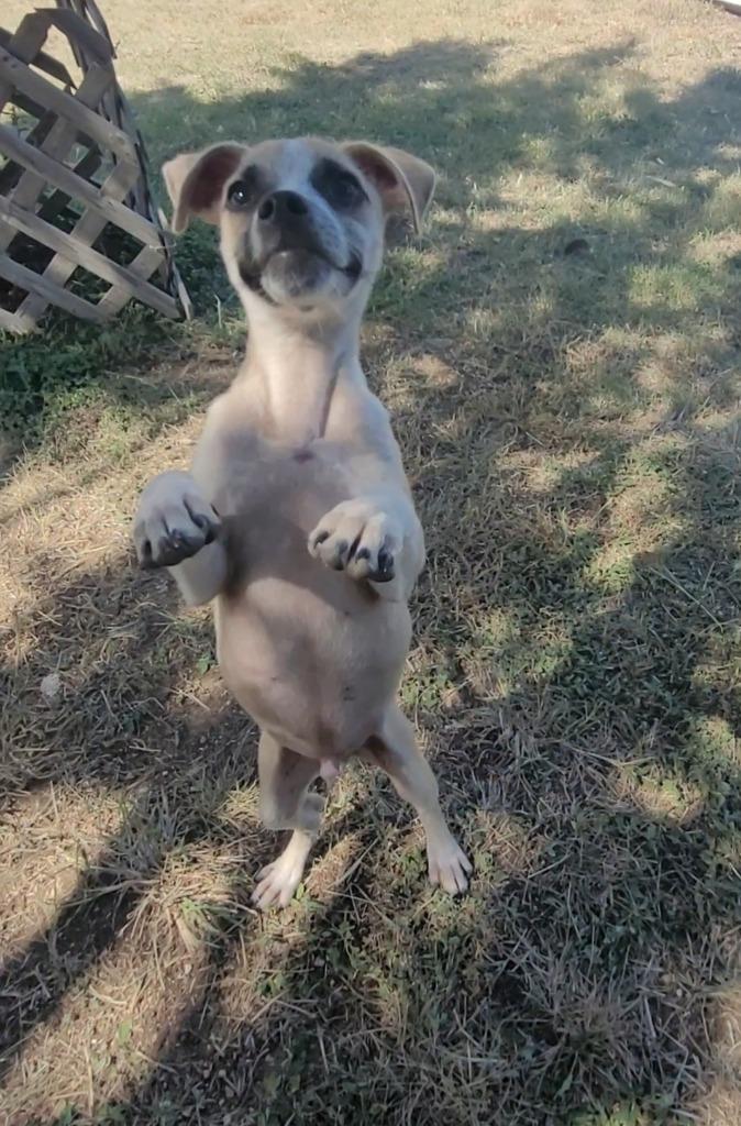 Sir Gawain, a Adoptable Terrier in New Braunfels, TX image 3/4