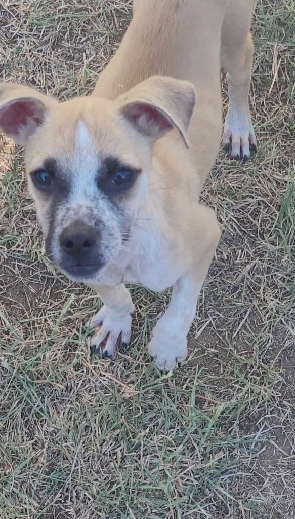 Sir Gawain, a Adoptable Terrier in New Braunfels, TX image 4/4