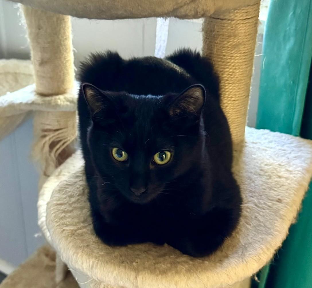Enlarge Raven, an adopted Domestic Short Hair in Chico, CA image 2/2