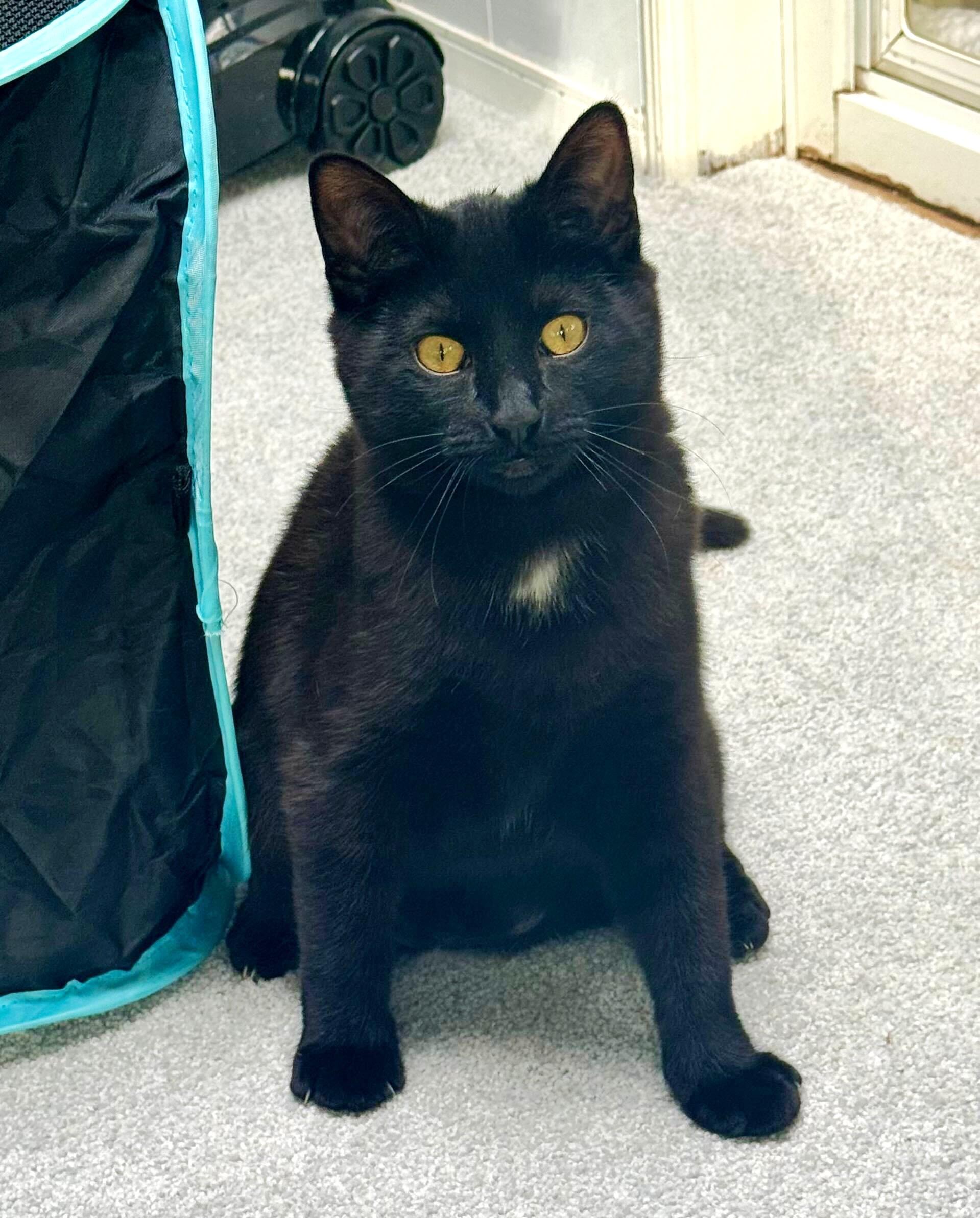 Enlarge Raven, an adopted Domestic Short Hair in Chico, CA image 1/2