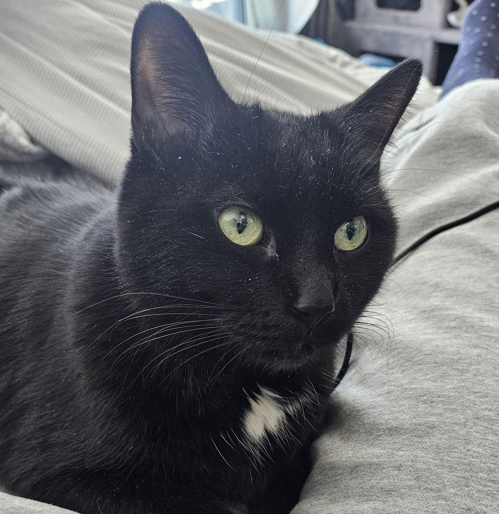 Cinder - Adoption Pending, a Adoptable Domestic Short Hair in Richmond Hill, ON image 1/3