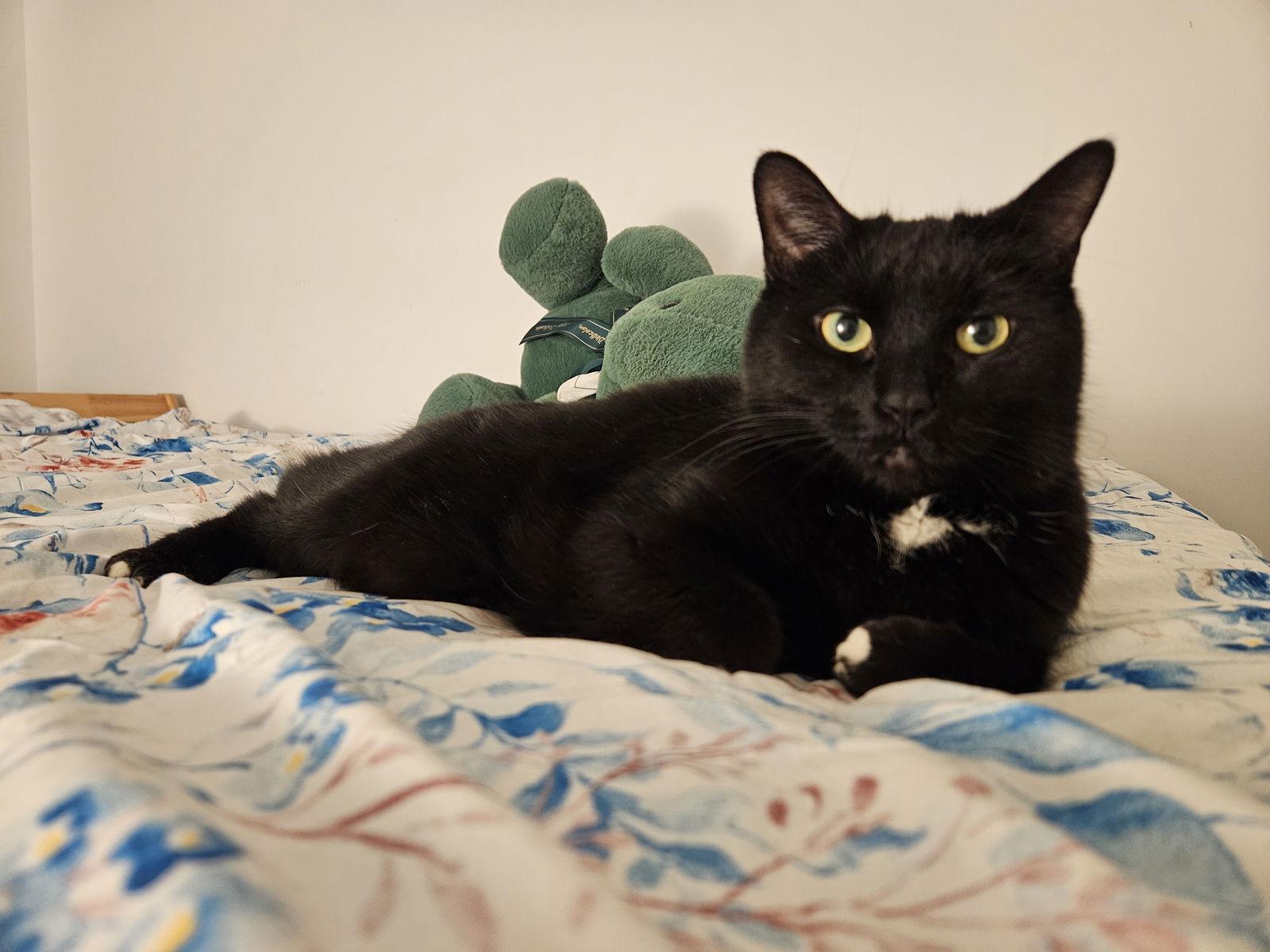 Cinder - Adoption Pending, a Adoptable Domestic Short Hair in Richmond Hill, ON image 2/3