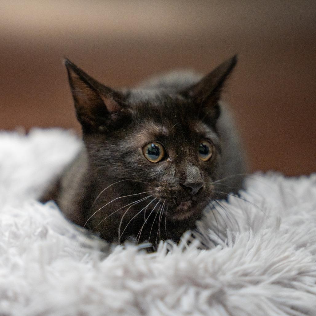Tiny, Adoptable, Kitten Female Domestic Short Hair.
