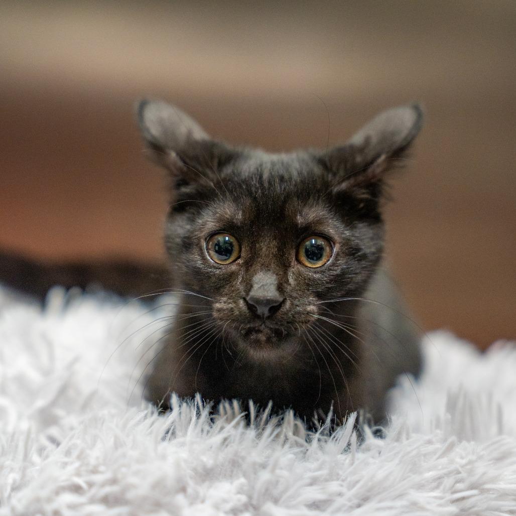 Enlarge Tiny, a Adoptable Domestic Short Hair in Gainesville, GA image 2/2