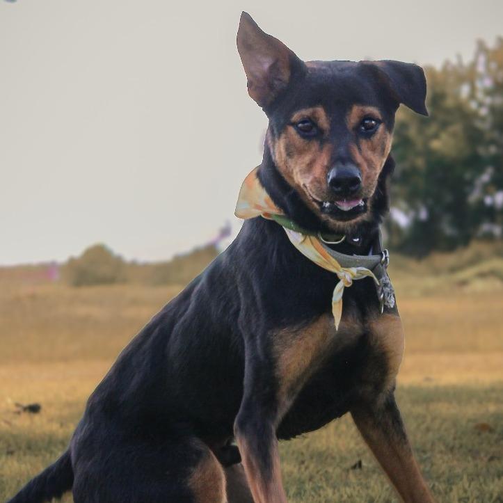 Zoro, Adoptable, Adult Male Mixed Breed.