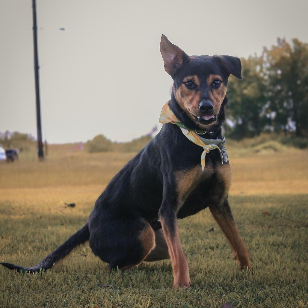 Zoro, Adoptable, Adult Male Mixed Breed.