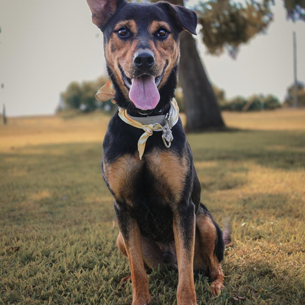 Enlarge Zoro, a Adoptable Mixed Breed in Lake Jackson, TX image 2/3