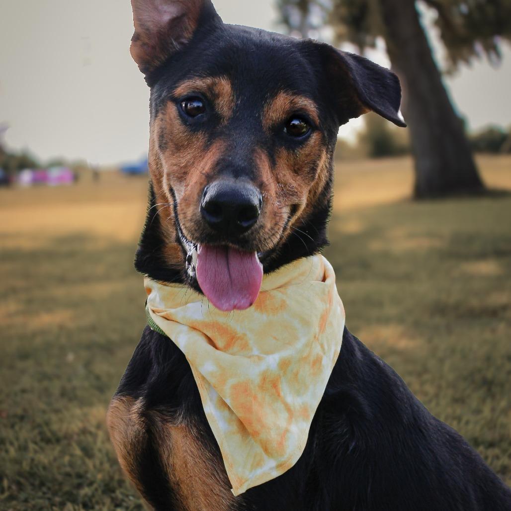 Enlarge Zoro, a Adoptable Mixed Breed in Lake Jackson, TX image 3/3