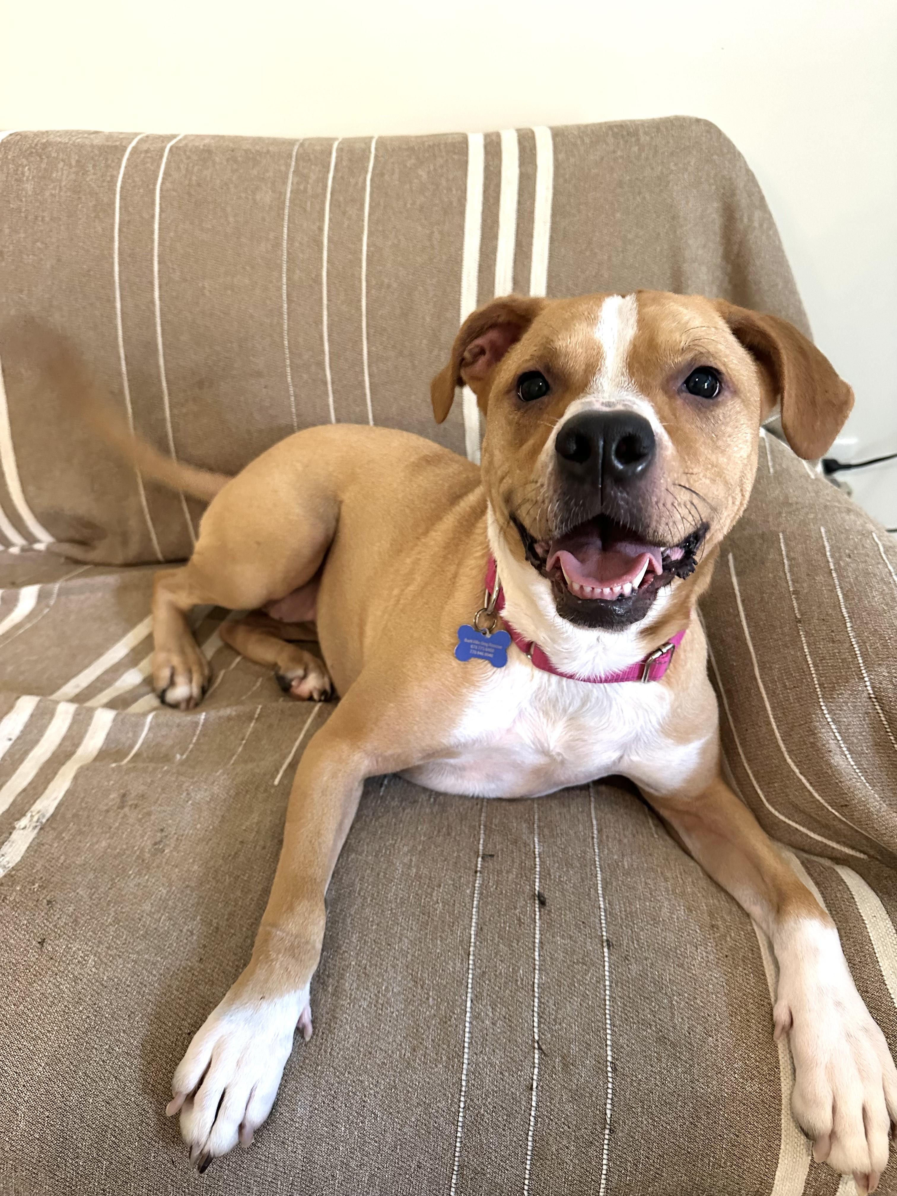 Buffy, Adoptable, Adult Female Boxer.