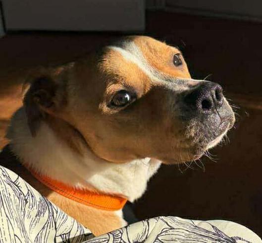 Enlarge Buffy, a Adoptable mixed breed in Roswell, GA image 2/3