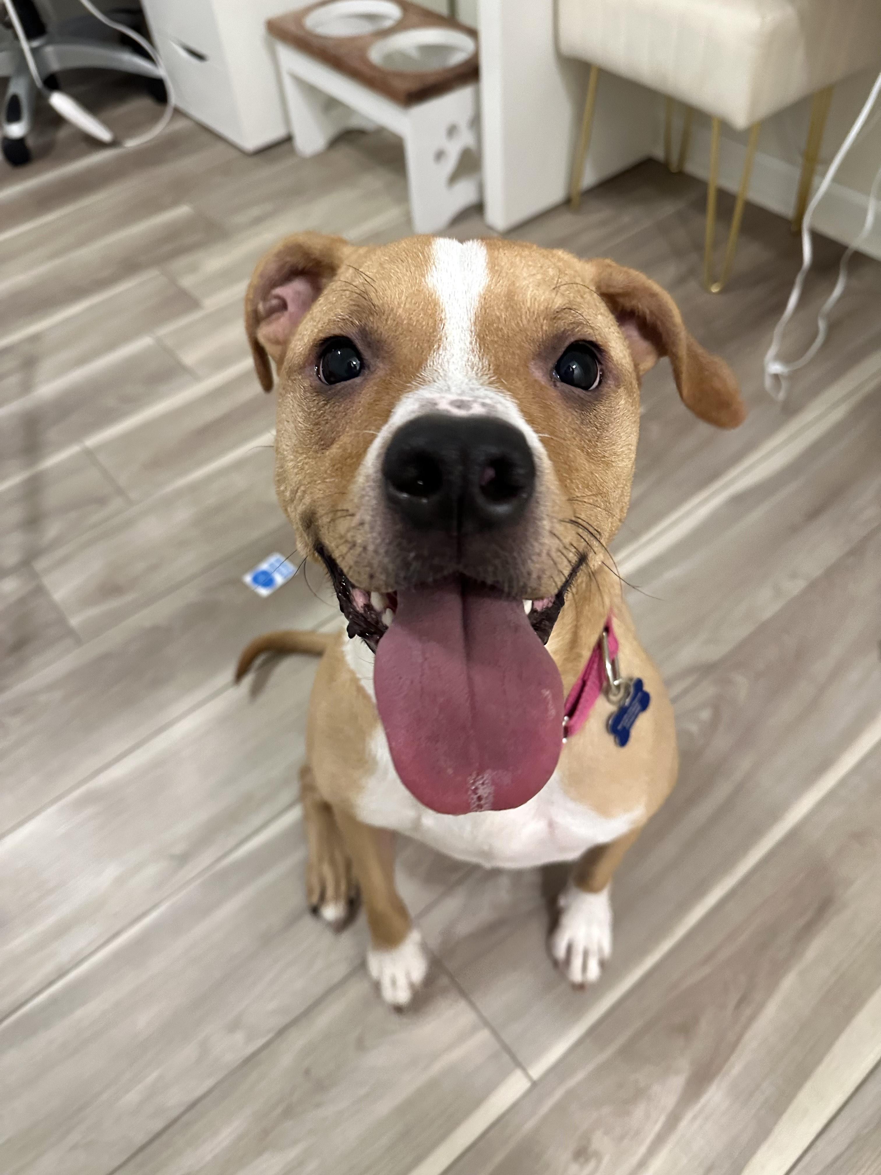 Enlarge Buffy, a Adoptable mixed breed in Roswell, GA image 3/3