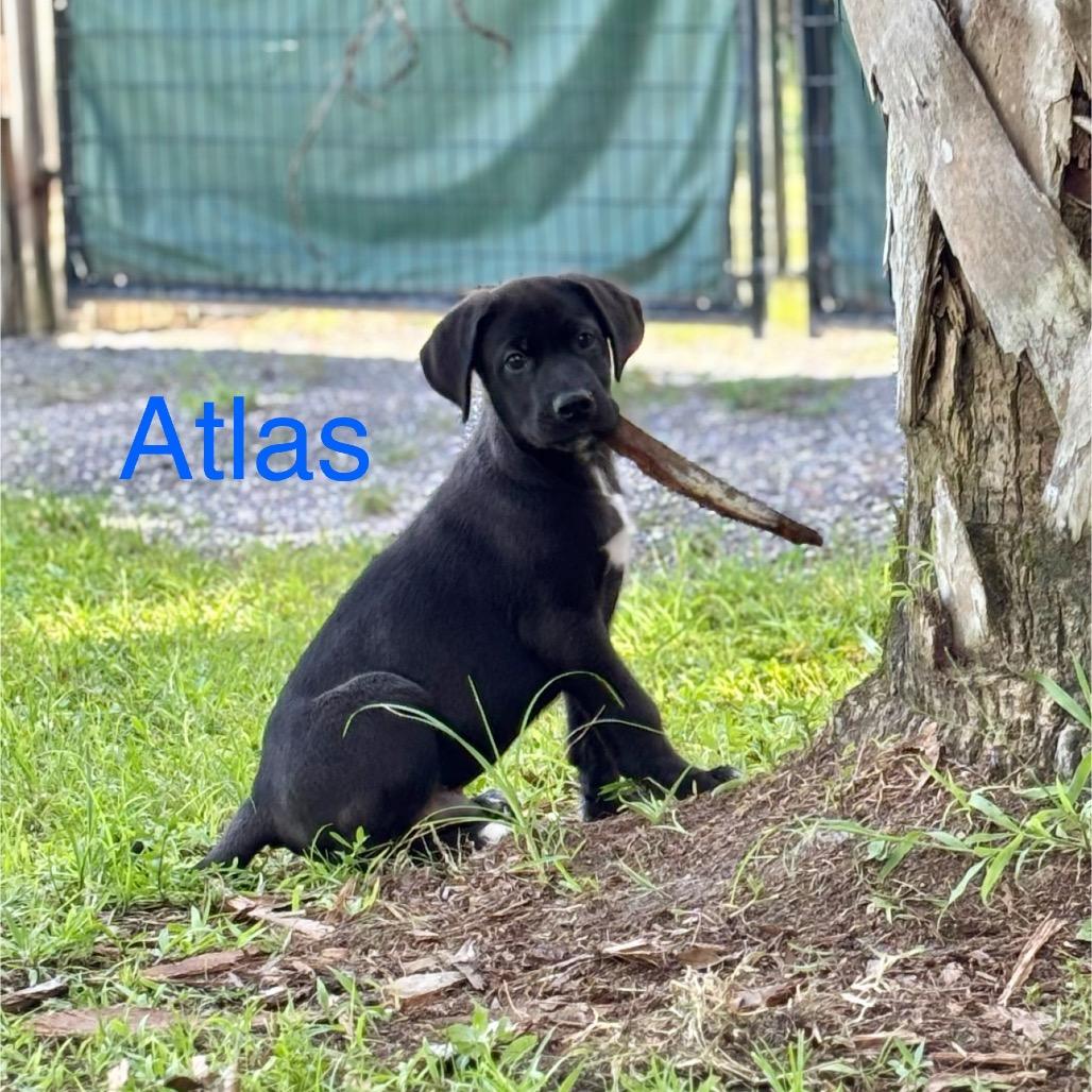 ATLAS, Adoptable, Puppy Male Great Dane & German Shepherd Dog.