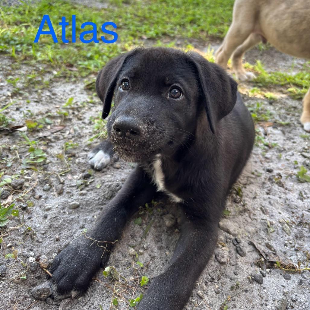 ATLAS, a Adoptable mixed breed in Wellington, FL image 2/6