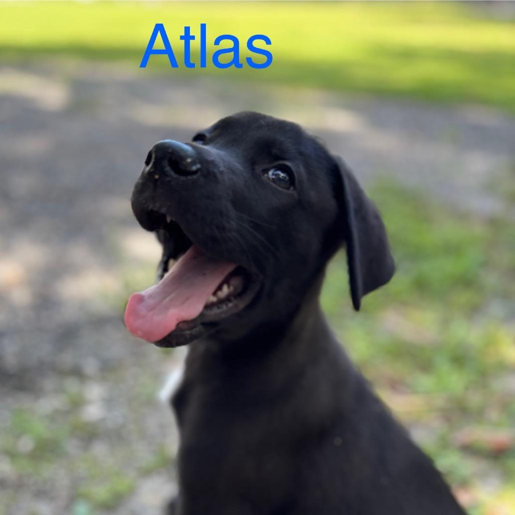 ATLAS, a Adoptable mixed breed in Wellington, FL image 4/6
