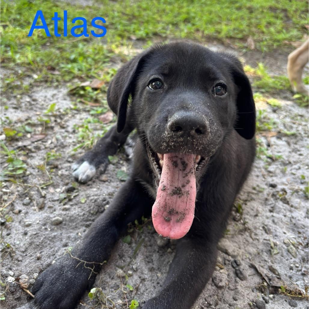 ATLAS, a Adoptable mixed breed in Wellington, FL image 5/6