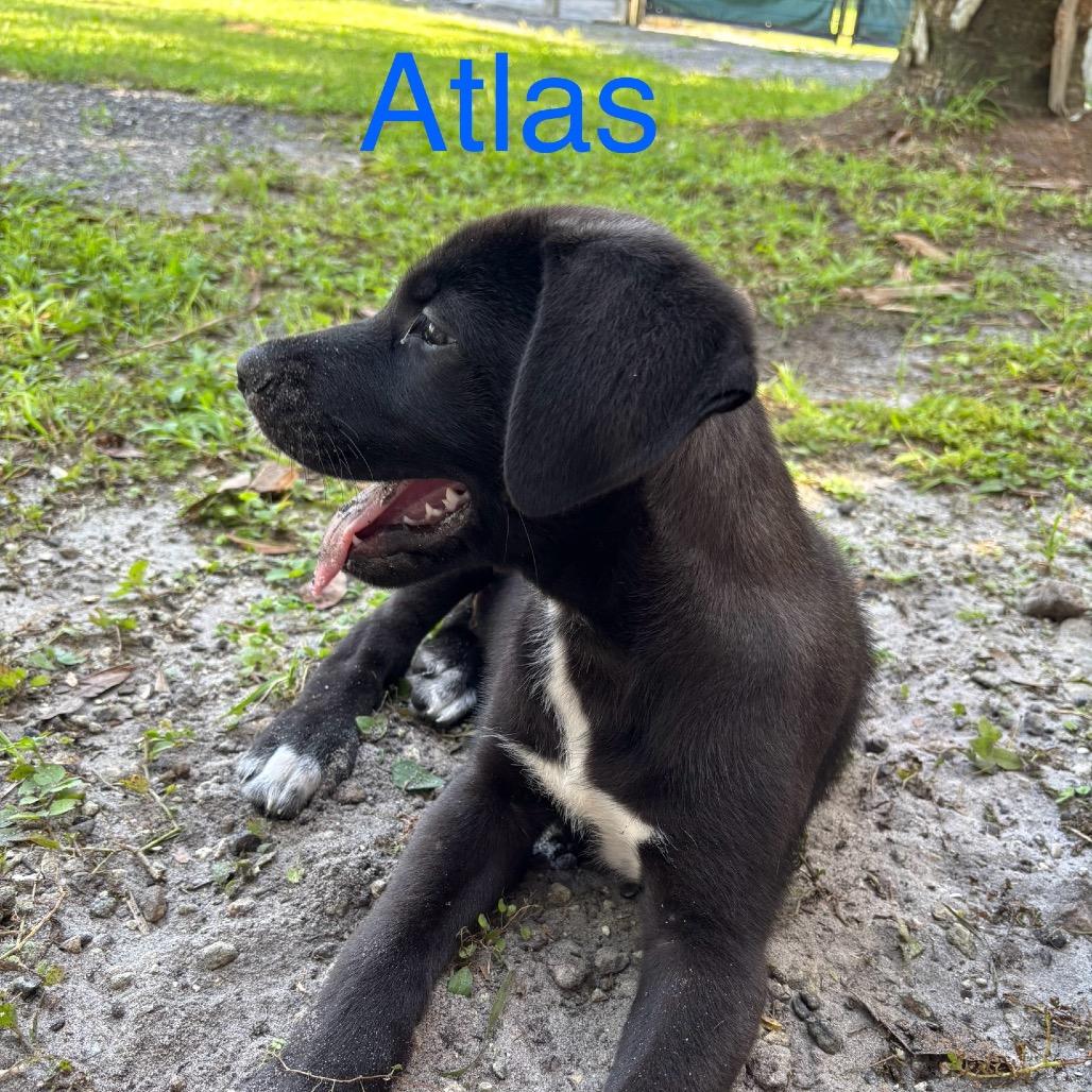 ATLAS, a Adoptable mixed breed in Wellington, FL image 6/6