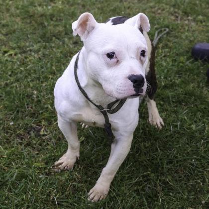 Khloe, Adoptable, Adult Female American Staffordshire Terrier & Mixed Breed.