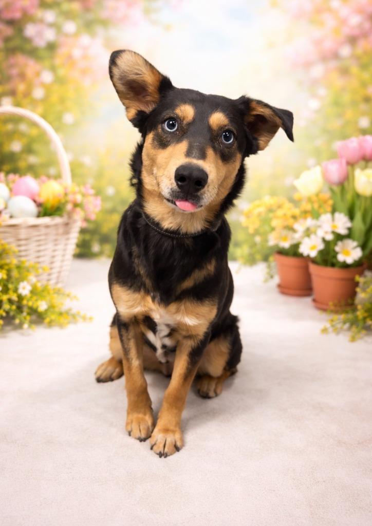 Lyla, Adoptable, Young Female Mixed Breed.