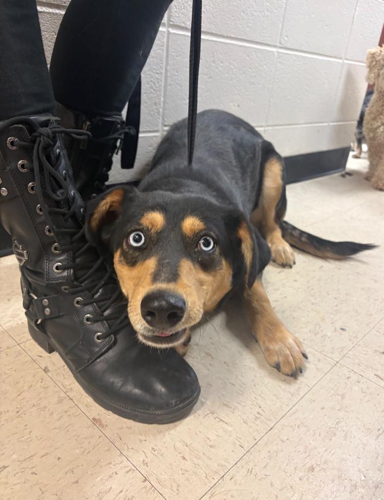 Lyla, a Adoptable mixed breed in Rock Springs, WY image 2/2