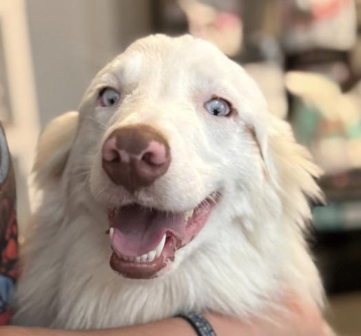 Enlarge Sheldon (DM), a Adoptable Australian Shepherd in Arlington, TX image 2/4