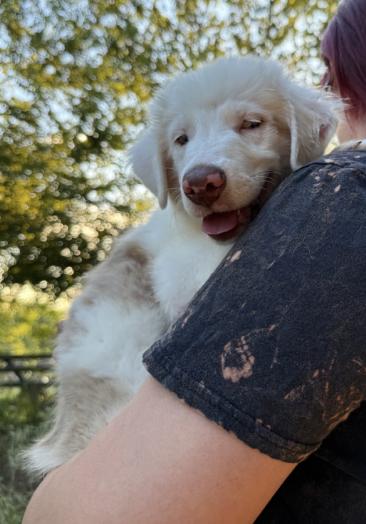 Enlarge Sheldon (DM), a Adoptable Australian Shepherd in Arlington, TX image 3/6