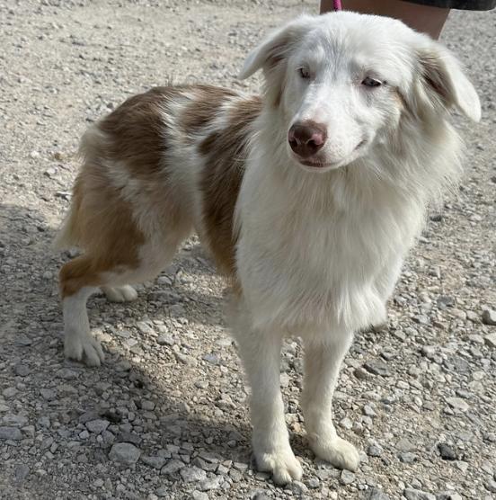 Enlarge Sheldon (DM), a Adoptable Australian Shepherd in Arlington, TX image 3/4