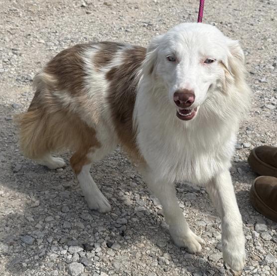 Enlarge Sheldon (DM), a Adoptable Australian Shepherd in Arlington, TX image 4/4