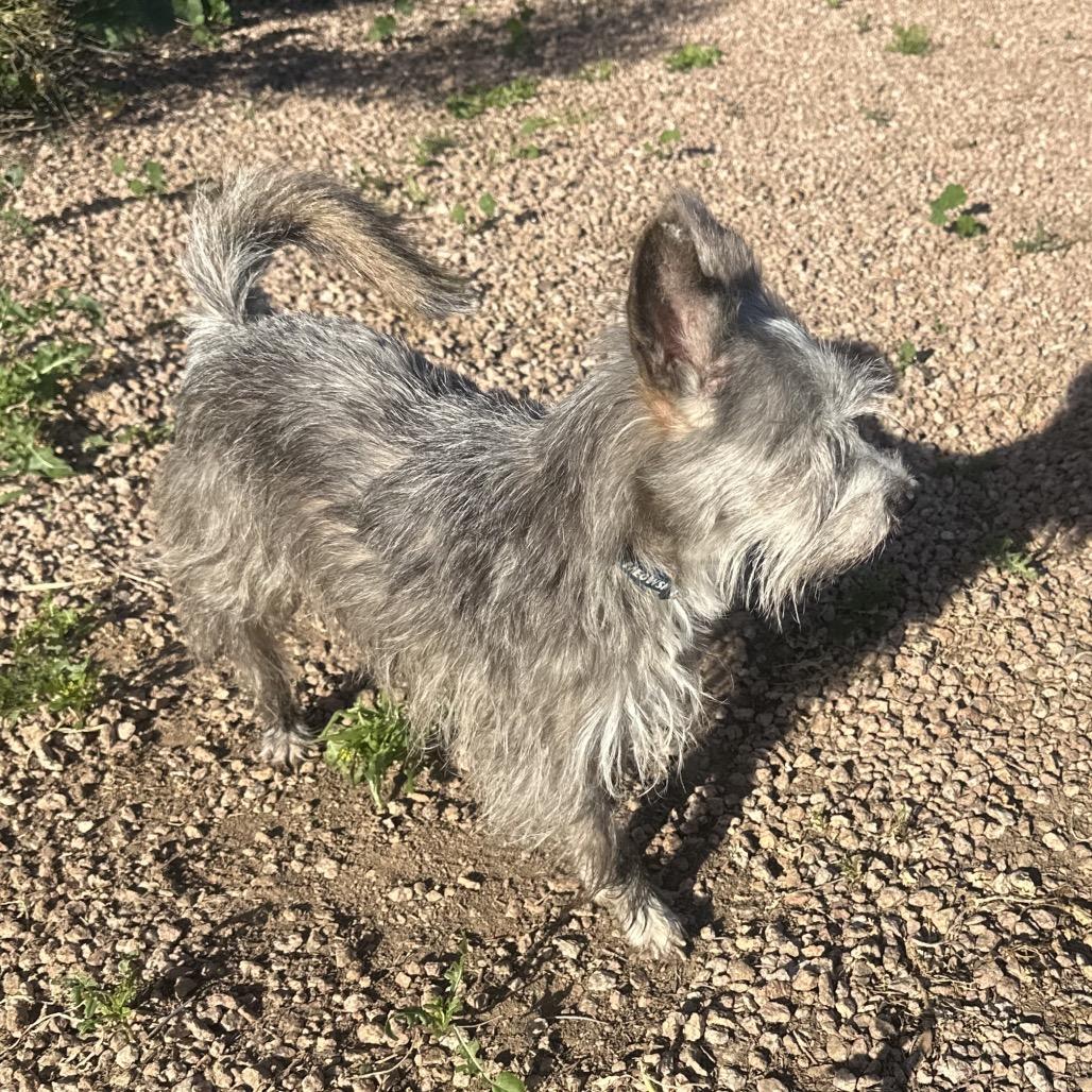Enlarge Sylvie, a Adoptable Schnauzer in Phoenix, AZ image 4/6