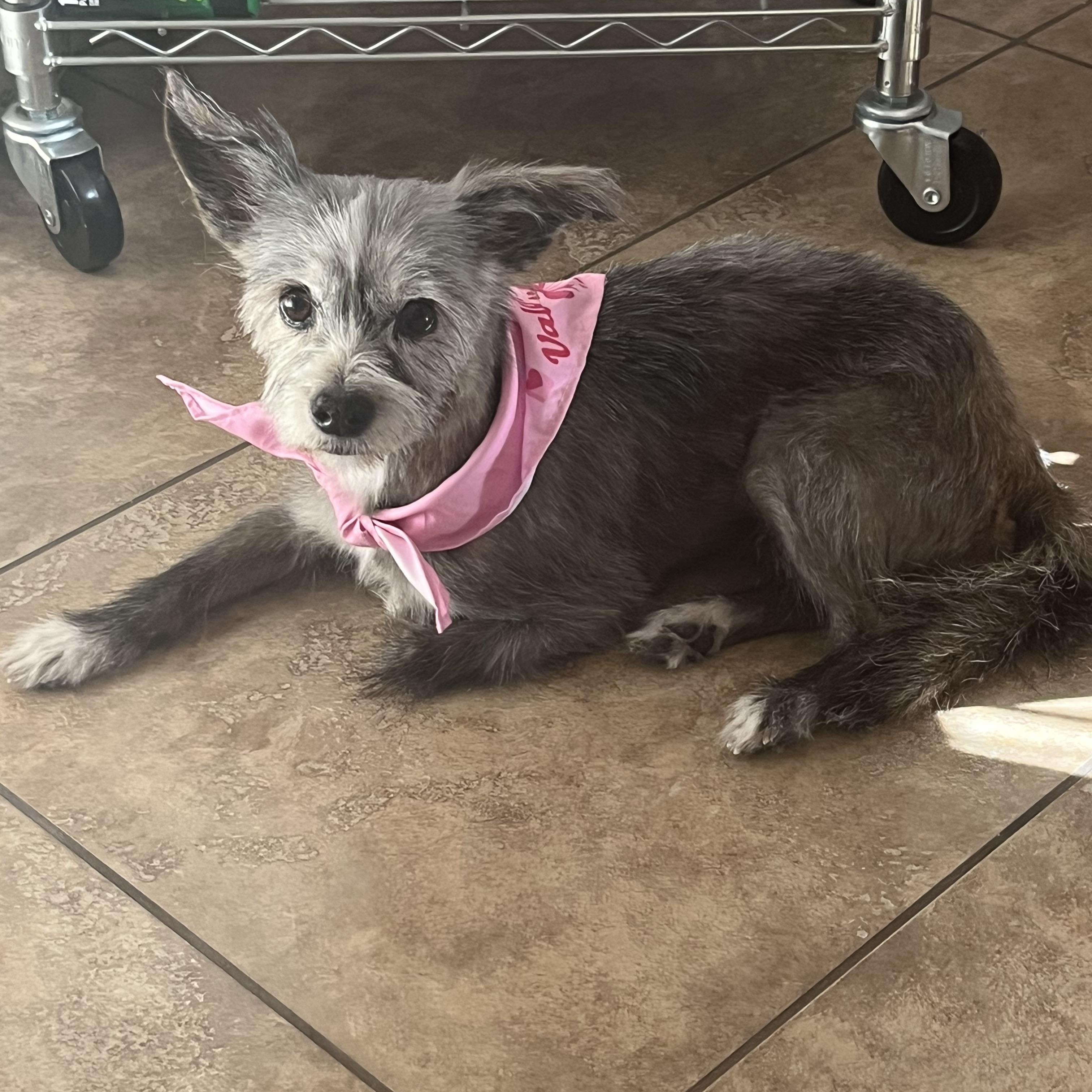 Sylvie, Adoptable, Adult Female Schnauzer.
