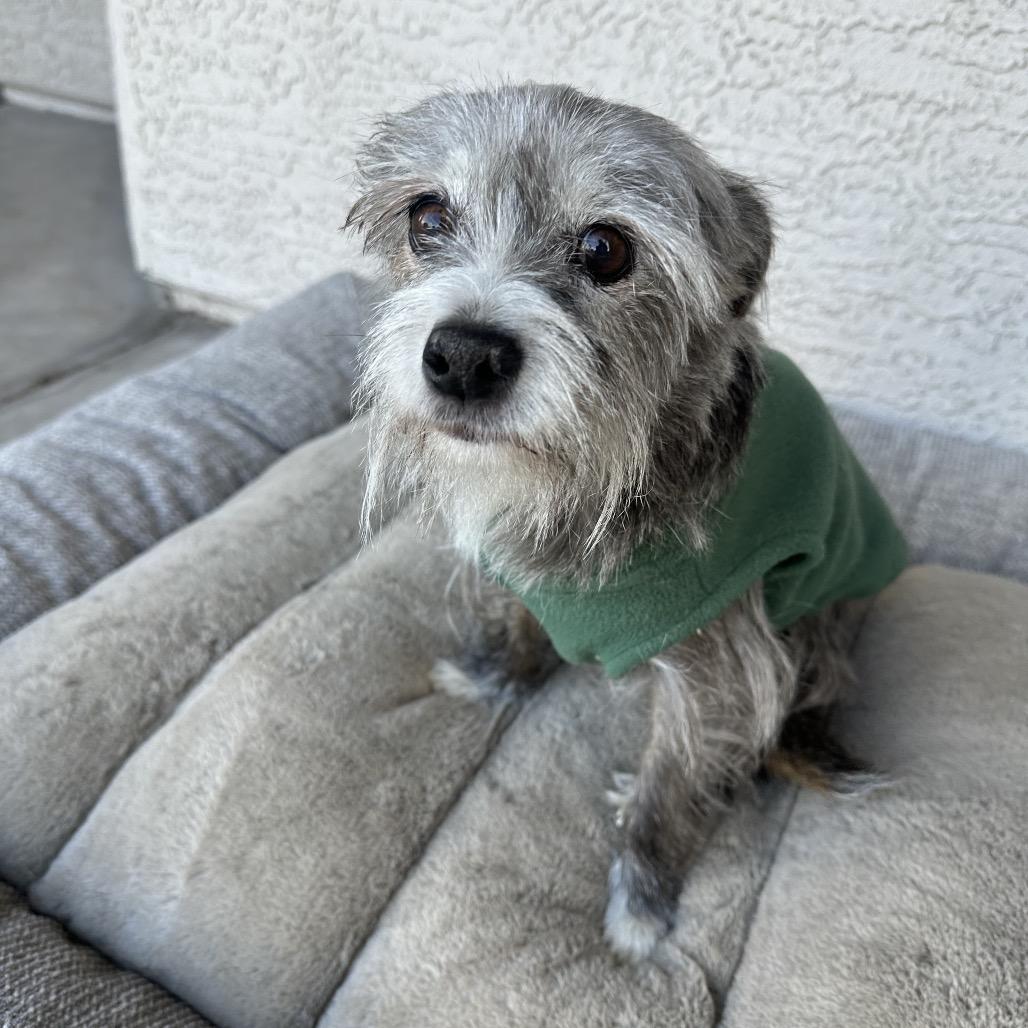 Enlarge Sylvie, a Adoptable Schnauzer in Phoenix, AZ image 3/6