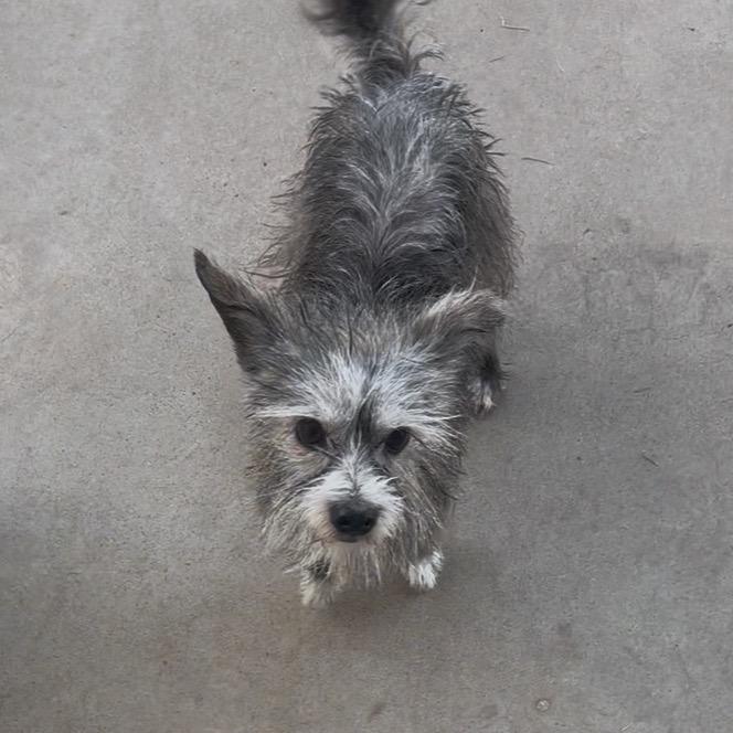 Enlarge Sylvie, a Adoptable Schnauzer in Phoenix, AZ image 6/6
