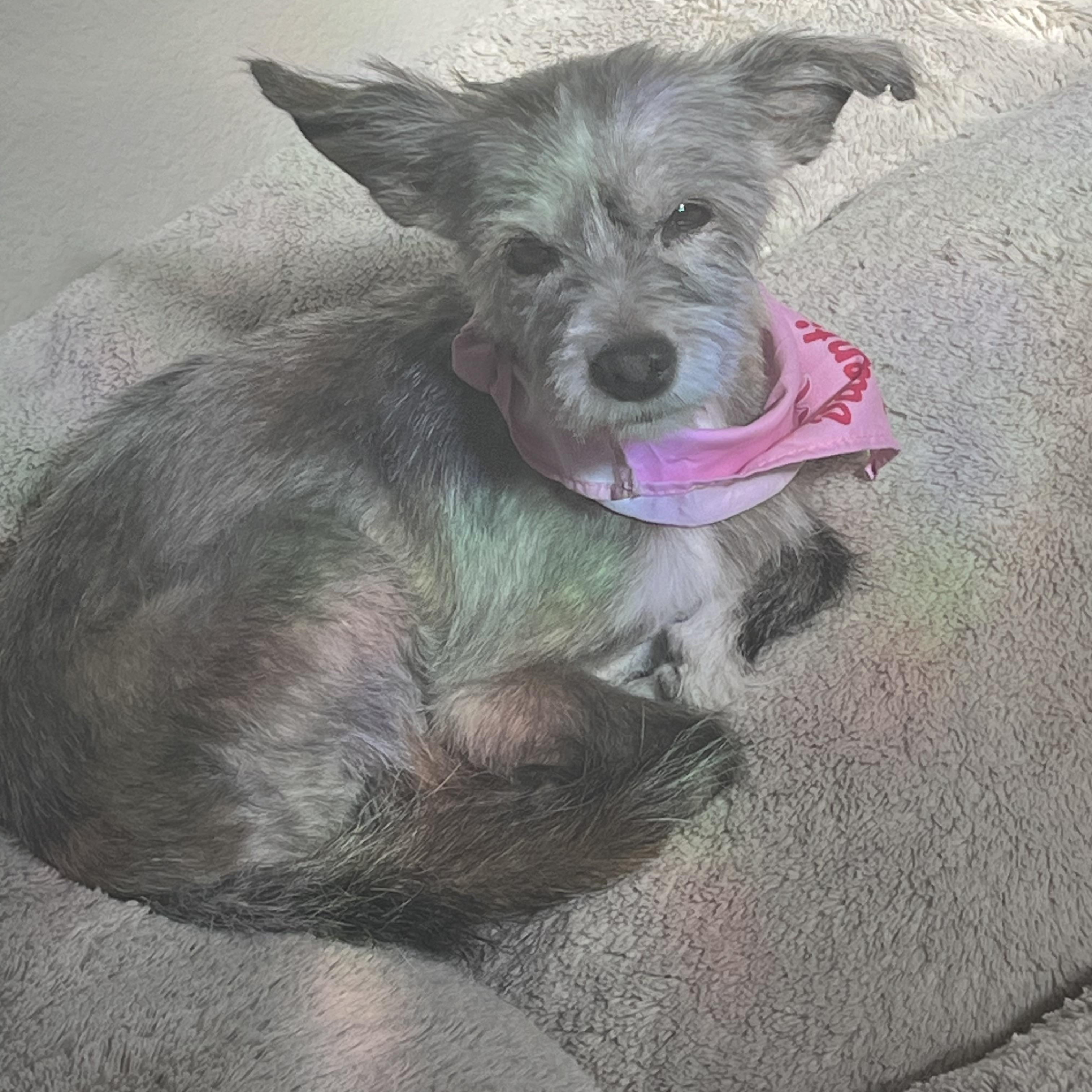 Enlarge Sylvie, a Adoptable Schnauzer in Phoenix, AZ image 2/6