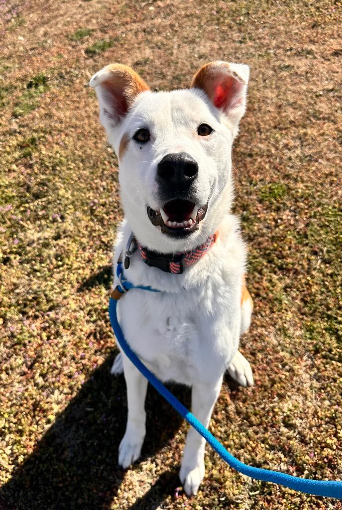 Enlarge Ruger, a Adoptable mixed breed in Newcastle, OK image 1/2
