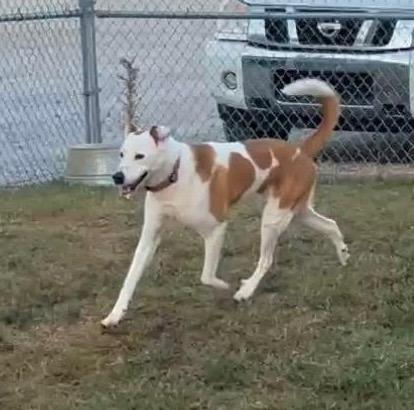 Enlarge Ruger, a Adoptable mixed breed in Newcastle, OK image 2/2