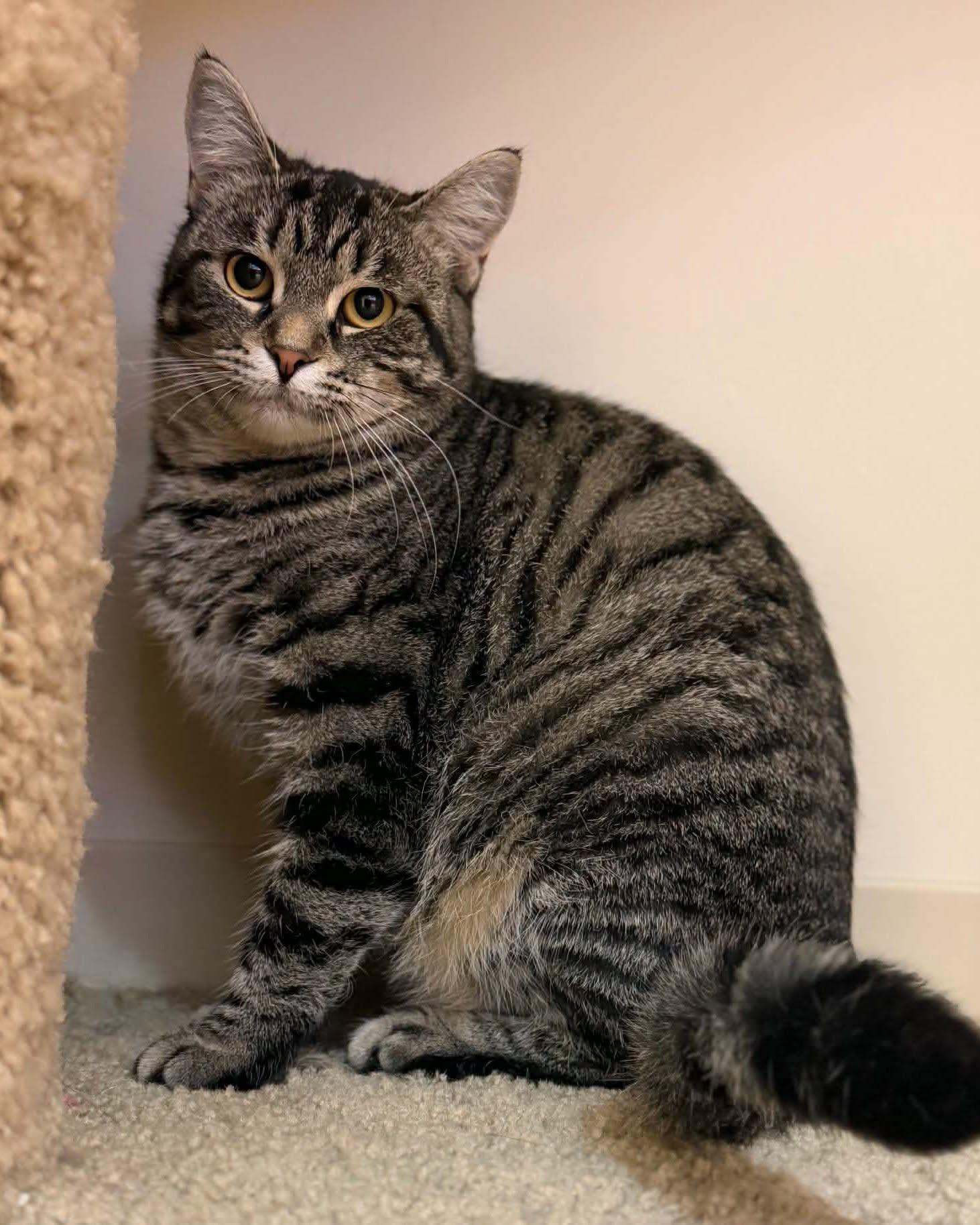 Mystery, Adoptable, Adult Female Domestic Short Hair.