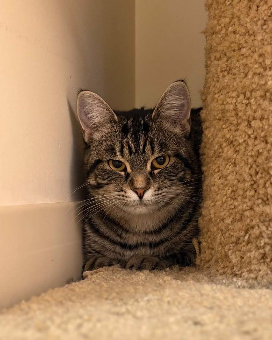 Enlarge Mystery, a Adoptable mixed breed in Fremont, MI image 2/3