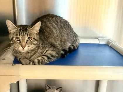 Enlarge Mystery, a Adoptable mixed breed in Fremont, MI image 3/3